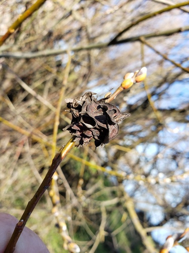 Willow Rose Gall Midge photo 6