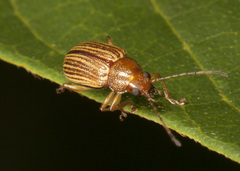 Colaspis hypochlora