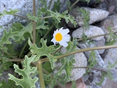 Perityle crassifolia robusta