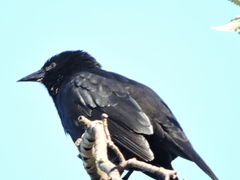 Curaeus curaeus curaeus