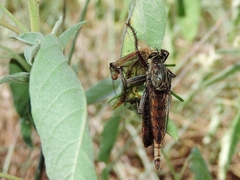 Proctacanthus milbertii