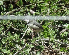 Apalis thoracica