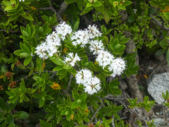 Veronica treadwellii