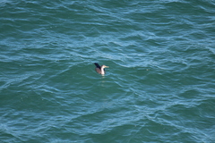 Phalacrocorax punctatus oliveri