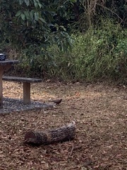 Streptopelia chinensis