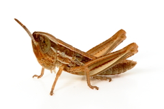 Macrotona australis