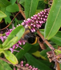 Bombus terrestris