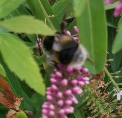 Bombus terrestris