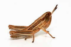 Macrotona australis
