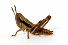 Macrotona australis