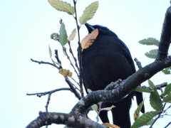 Curaeus curaeus curaeus