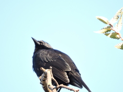 Curaeus curaeus curaeus