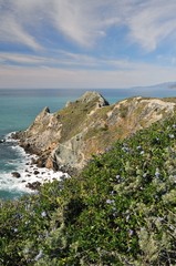 Ceanothus thyrsiflorus thyrsiflorus
