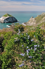 Ceanothus thyrsiflorus thyrsiflorus