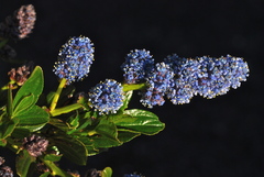 Ceanothus thyrsiflorus thyrsiflorus