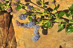 Ceanothus thyrsiflorus thyrsiflorus