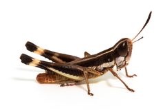 Macrotona securiformis