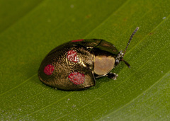 Cyrtonota tristigma