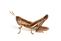 Macrotona securiformis