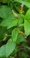Cuphea procumbens