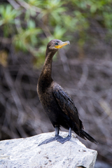 Nannopterum brasilianum