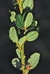 Ceanothus thyrsiflorus griseus