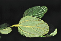 Ceanothus thyrsiflorus griseus