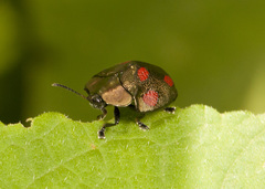 Cyrtonota tristigma