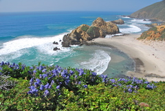 Ceanothus thyrsiflorus griseus