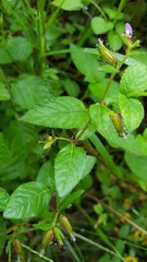 Cuphea procumbens