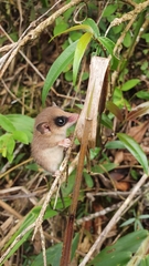 Gracilinanus microtarsus