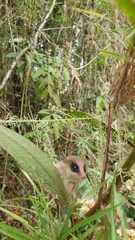 Gracilinanus microtarsus