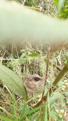 Gracilinanus microtarsus