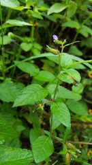 Cuphea procumbens