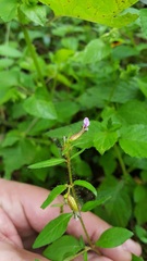 Cuphea procumbens