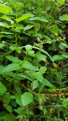 Cuphea procumbens