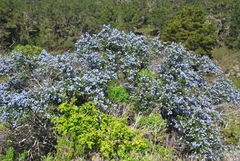 Ceanothus thyrsiflorus griseus