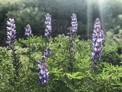 Lupinus