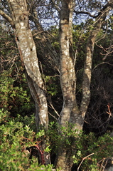 Ceanothus thyrsiflorus griseus
