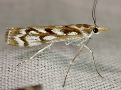 Orocrambus xanthogrammus