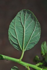 Ceanothus thyrsiflorus griseus
