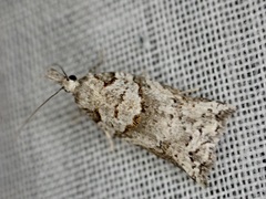 Harmologa amplexana