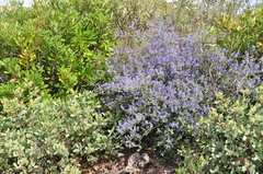 Ceanothus tomentosus tomentosus