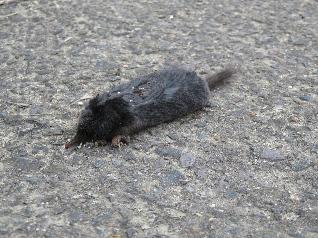 Japanese Shrew Mole (Urotrichus talpoides)