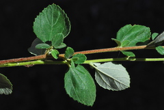 Ceanothus tomentosus tomentosus