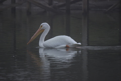 Pelecanus erythrorhynchos