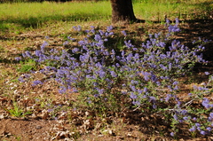 Ceanothus tomentosus tomentosus
