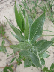 Salix cordata