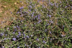 Ceanothus tomentosus tomentosus