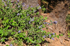 Ceanothus tomentosus tomentosus